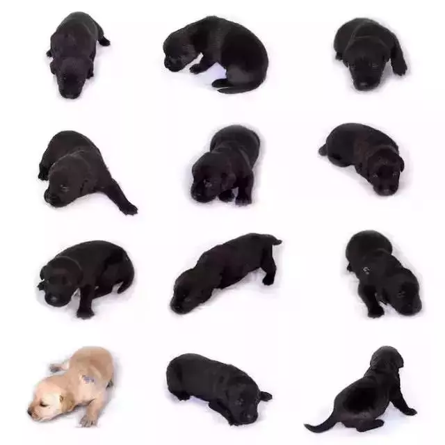 導盲犬的誕生!從小奶狗進化為「人類的眼睛」