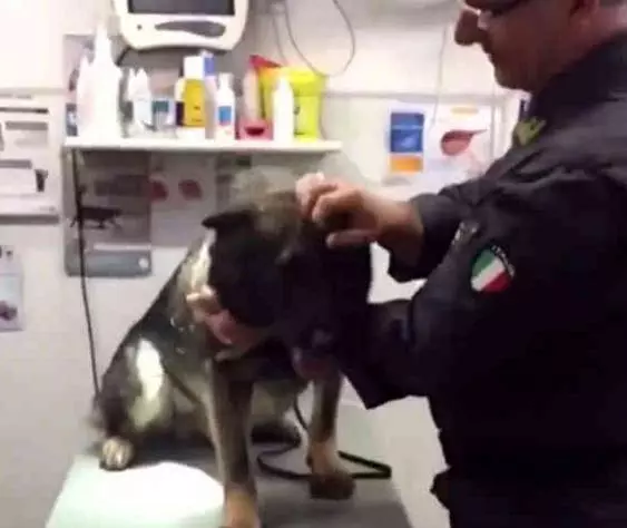 主人帶警犬去打針,剛拿出針頭狗子慫了,狗狗:人家怕啊
