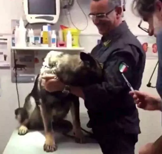 主人帶警犬去打針,剛拿出針頭狗子慫了,狗狗:人家怕啊
