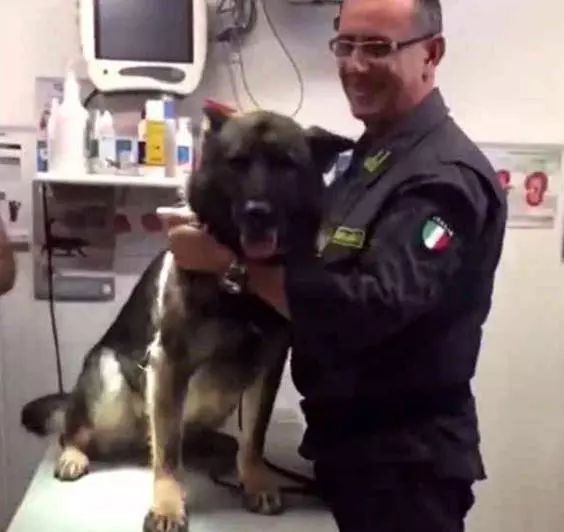 主人帶警犬去打針,剛拿出針頭狗子慫了,狗狗:人家怕啊