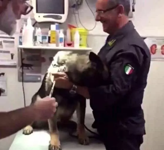 主人帶警犬去打針,剛拿出針頭狗子慫了,狗狗:人家怕啊