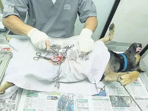 狗狗到底該不該絕育? 利弊分析一次到位!