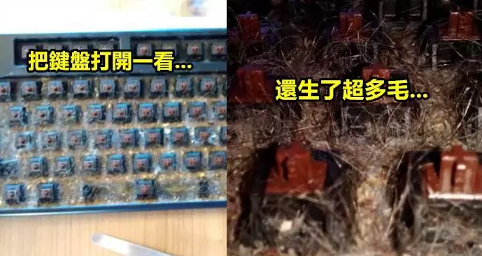神人每次在電腦前吃飯打手槍今天他總算打開「六年都沒打開清掃過的鍵盤」, 一打開的畫面