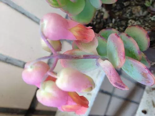12月26號起,接住好運,財運直上雲霄,月月賺大錢的5大生肖!