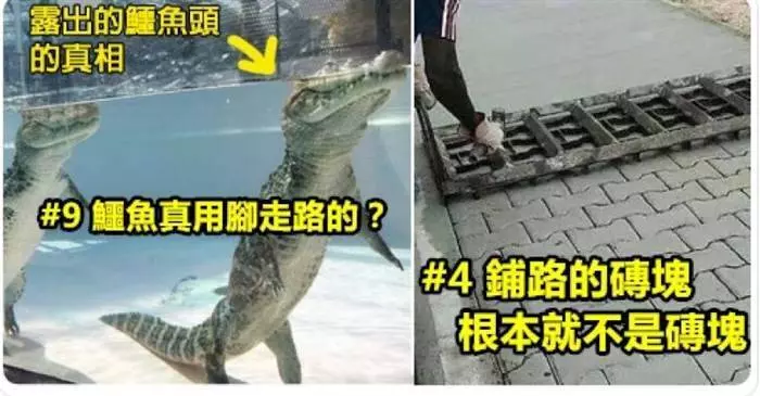 12張照片告訴你 ,「我們其實一直都被世界蒙在鼓裡」 #9 鱷魚真是這樣走路的?這是小鋸鱷真實版?