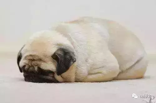 狗狗睡姿大解析:從這7個睡姿,就能看穿狗狗的內心