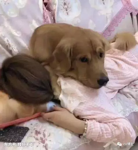 狗狗睡姿大解析:從這7個睡姿,就能看穿狗狗的內心
