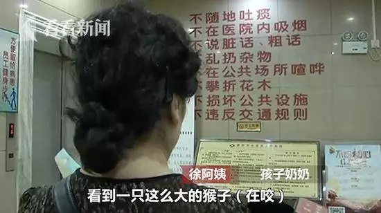 猴子突然竄進4樓居民家中 撕咬正熟睡的2歲幼童