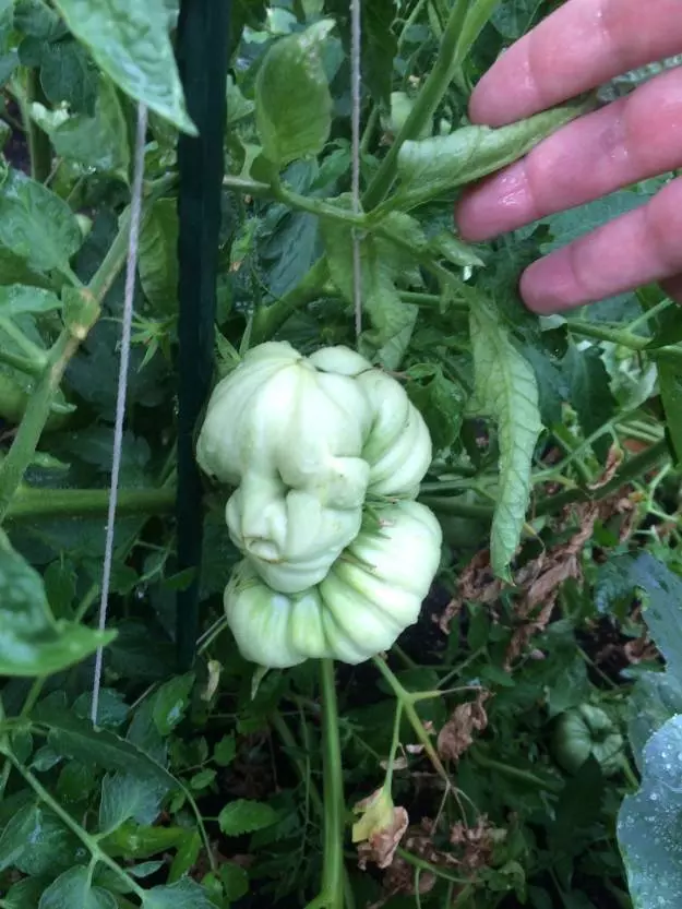 19個「會讓你的大腦完全無法理解」的超WTF食物 #18賺到一條超長超長的炸薯條