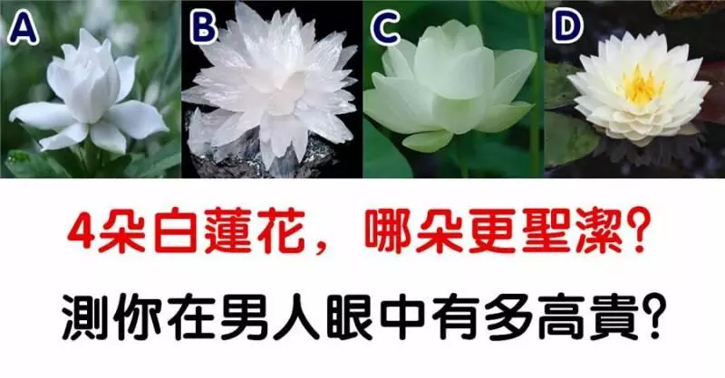 心理測試:選一朵聖潔的白蓮花,測你在異性眼裡多高貴