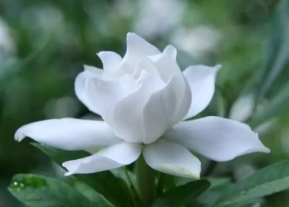 心理測試:選一朵聖潔的白蓮花,測你在異性眼裡多高貴