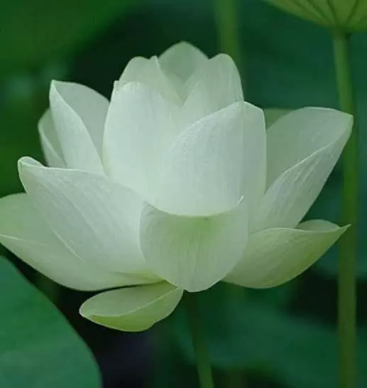 心理測試:選一朵聖潔的白蓮花,測你在異性眼裡多高貴