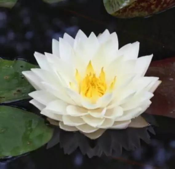 心理測試:選一朵聖潔的白蓮花,測你在異性眼裡多高貴