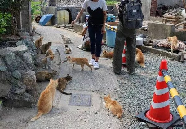 「貓島」住9人210貓 照顧不來 下月貓咪全結紮