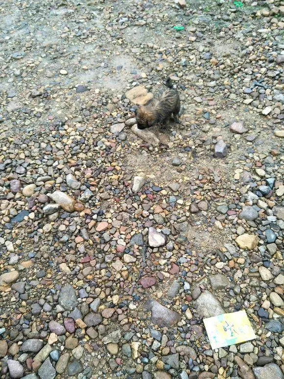釣魚時撿到只流浪狗,看著它奮不顧身追趕的樣子,女孩心都要碎了