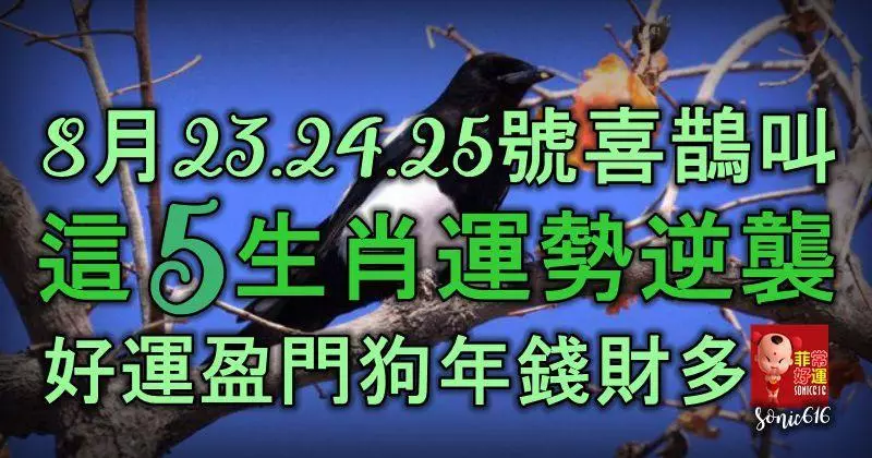 8月23、24、25號喜鵲叫,這5生肖運勢逆襲,好運盈門,狗年錢財多