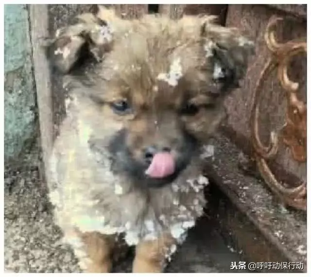 大雪天小土狗突然出現在門口,無助的眼神讓業主心動了:我養你呀