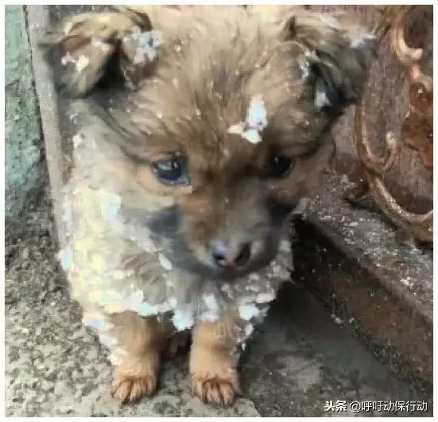大雪天小土狗突然出現在門口,無助的眼神讓業主心動了:我養你呀