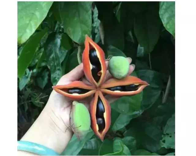 鴨子的15種做法,鮮香入味,饞到直流口水!