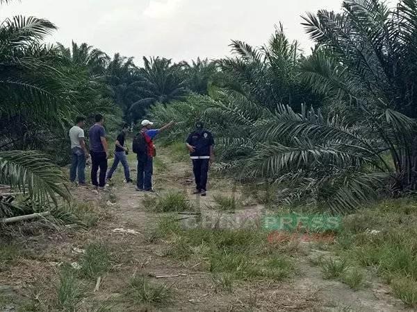 園主巡視油棕園 驚見冒煙焦屍