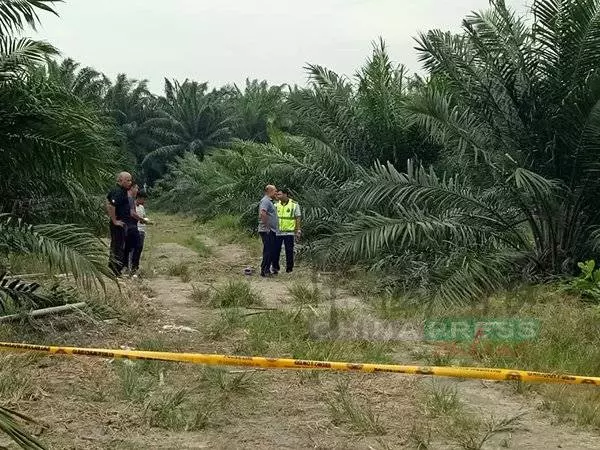 園主巡視油棕園 驚見冒煙焦屍