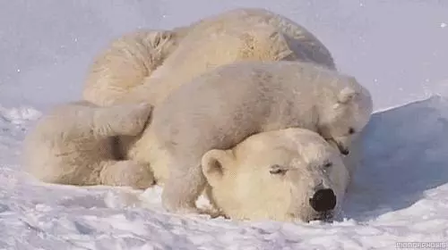 你的陽曆生日,看出你的性格對應什麼動物