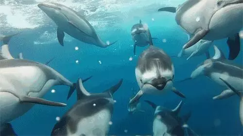 你的陽曆生日,看出你的性格對應什麼動物