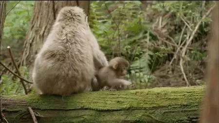 你的陽曆生日,看出你的性格對應什麼動物