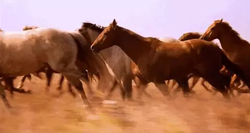 你的陽曆生日,看出你的性格對應什麼動物