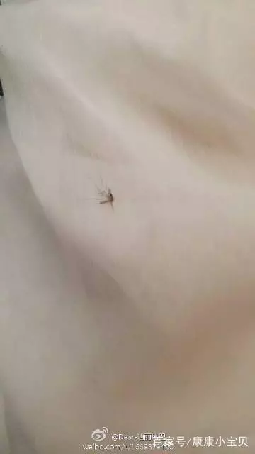 迪麗熱巴,微博因為一隻蚊子,被點贊1萬八