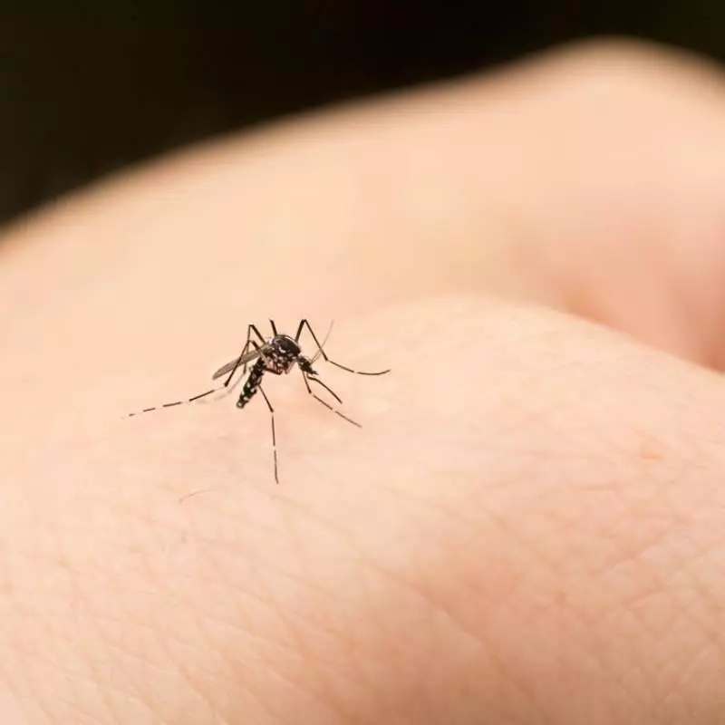 房間很多蚊子?「用這招」就沒有蚊子再靠近你了