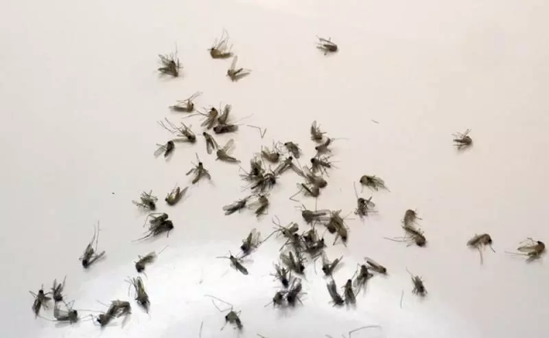 房間很多蚊子?「用這招」就沒有蚊子再靠近你了
