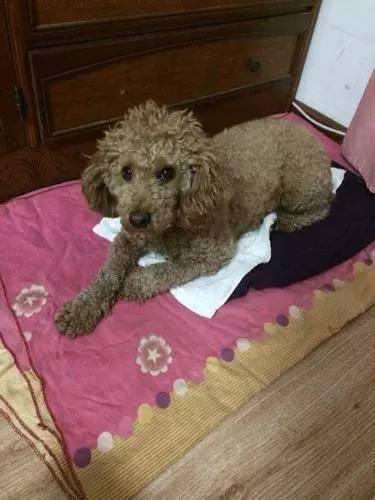 貴賓犬天生害怕的6件事,你家佔幾個?