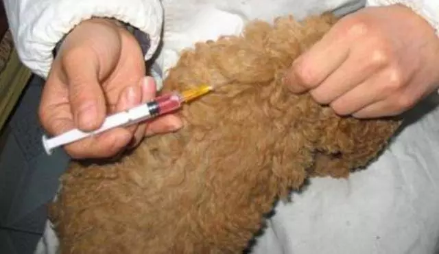 貴賓犬天生害怕的6件事,你家佔幾個?