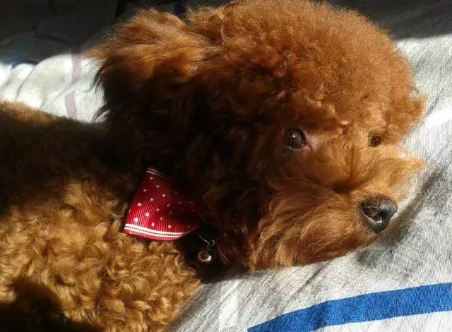貴賓犬天生害怕的6件事,你家佔幾個?