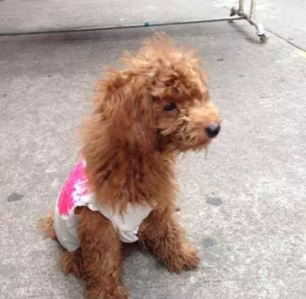 貴賓犬天生害怕的6件事,你家佔幾個?