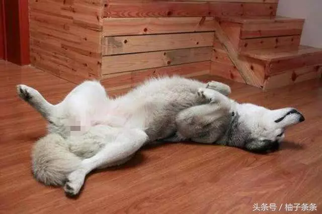 測試一下,你家狗狗是不是真的愛你,全佔了就是真愛
