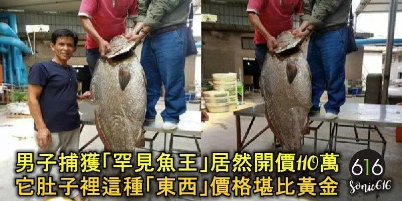 男子捕獲「罕見魚王」,居然開價550萬新台幣,沒想到魚肚子裡這種「東西」價格堪比黃金