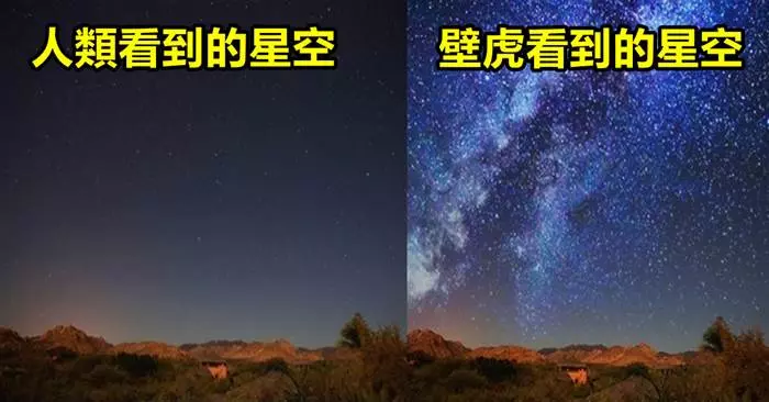「13張圖告訴你「動物眼中的世界到底是怎樣的」!」原來鯊魚看不到任何顏色!