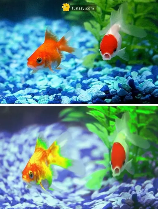 「13張圖告訴你「動物眼中的世界到底是怎樣的」!」原來鯊魚看不到任何顏色!
