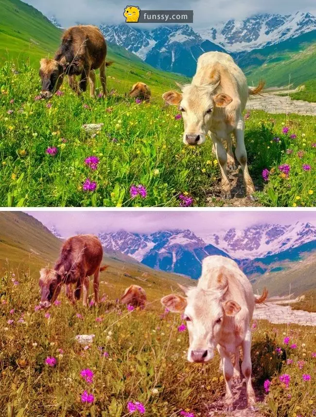 「13張圖告訴你「動物眼中的世界到底是怎樣的」!」原來鯊魚看不到任何顏色!