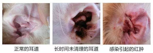 你還在用棉花棒給狗狗掏耳朵?快住手吧!