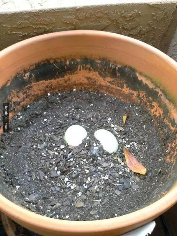 這名男子發現陽台的花盆上有一顆蛋…看完之後,你絕對會迫不及待地在陽台放上大花盆
