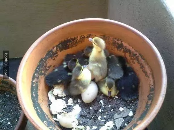 這名男子發現陽台的花盆上有一顆蛋…看完之後,你絕對會迫不及待地在陽台放上大花盆