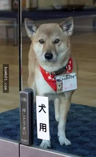 這家店在電動門安裝了一個「犬用」按鍵,只要有客人走到門口…店家的萌犬就會跑過來服務