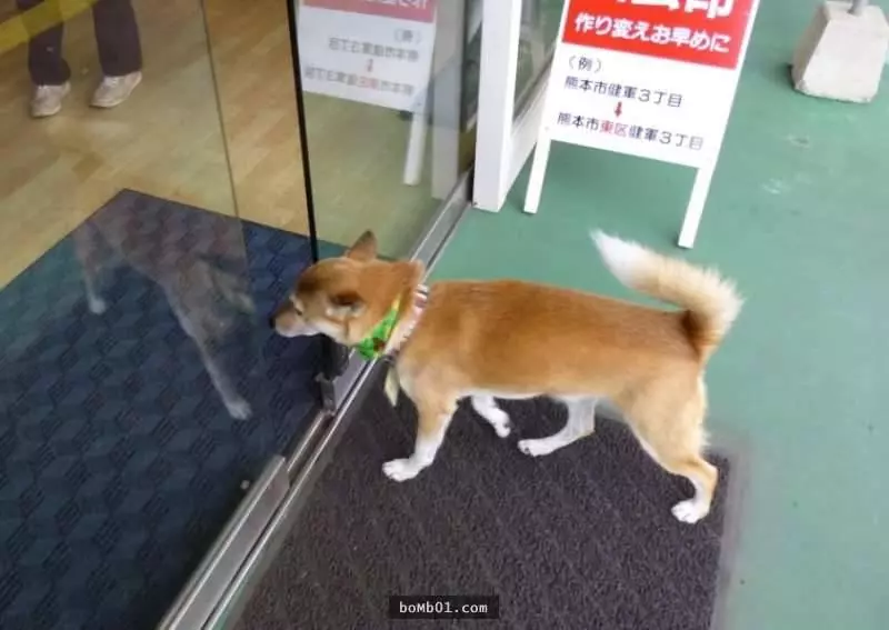 這家店在電動門安裝了一個「犬用」按鍵,只要有客人走到門口…店家的萌犬就會跑過來服務