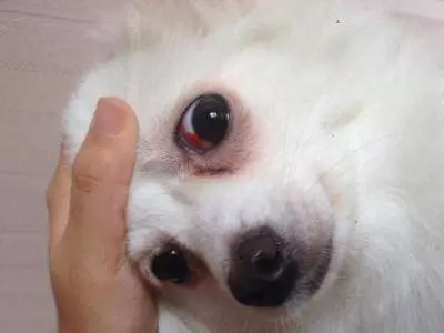 寵物生病卻不能表達明白,這幾招教你識別他們哪兒生病了?