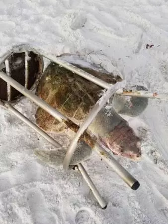 椅子卡住4肢 海龜活活餓死