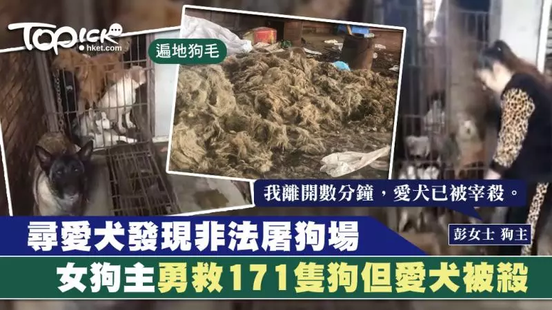 女狗主尋愛犬發現非法屠狗場 發現冰箱中有大量狗屍勇敢救出171隻狗