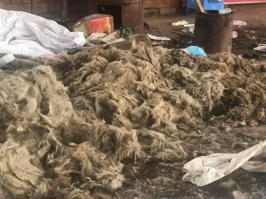 女狗主尋愛犬發現非法屠狗場 發現冰箱中有大量狗屍勇敢救出171隻狗